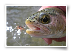 Rainbow Trout taken on a hand-tied hexagenia tan size 16 klinkhammer and 8’3 3/2 6 weight cane rod, Missouri River, Montana.